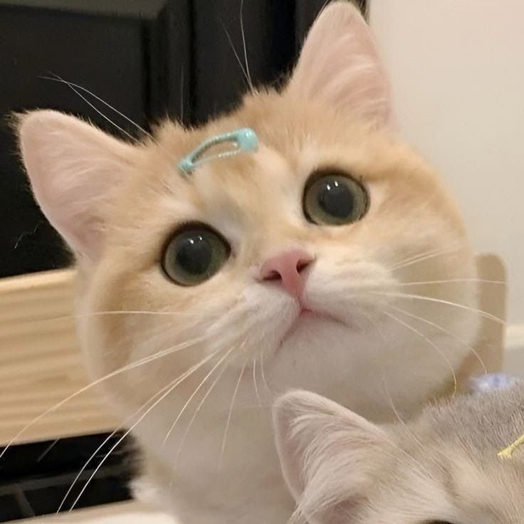 Avatar Mèo Cute 8