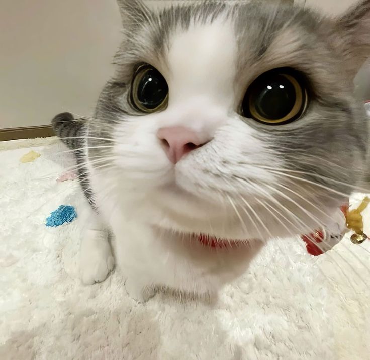 Avatar Mèo Ngáo 7