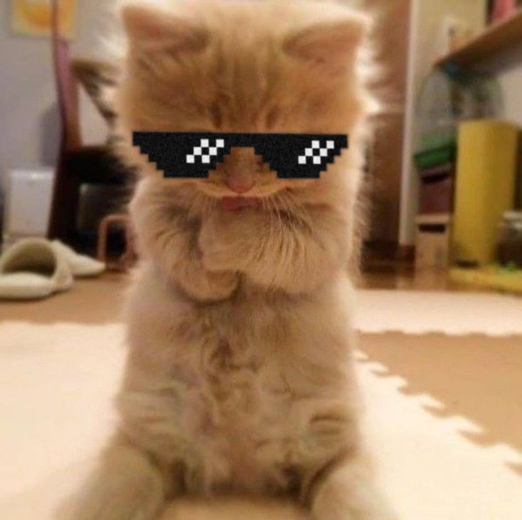 Avatar Mèo Ngáo 14
