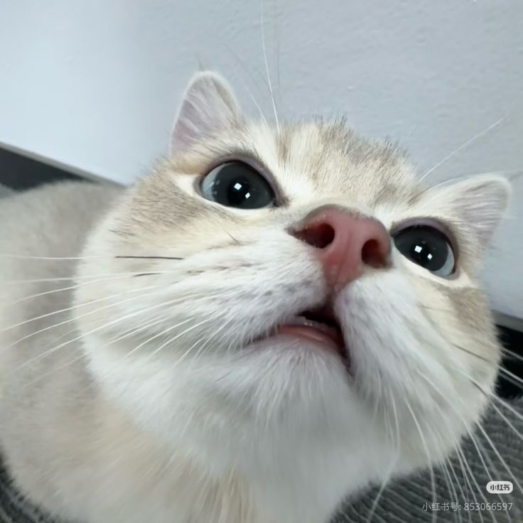 Avatar Mèo Ngáo 8
