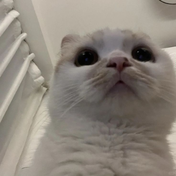 Avatar Mèo Ngáo 2