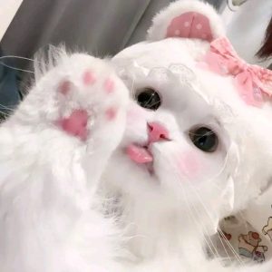 199+ Avatar Mèo Ngáo Hài Hước Khiến Bạn Cười Không Ngớt