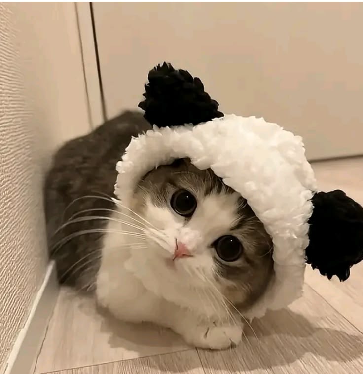 Avatar Mèo Ngáo 5