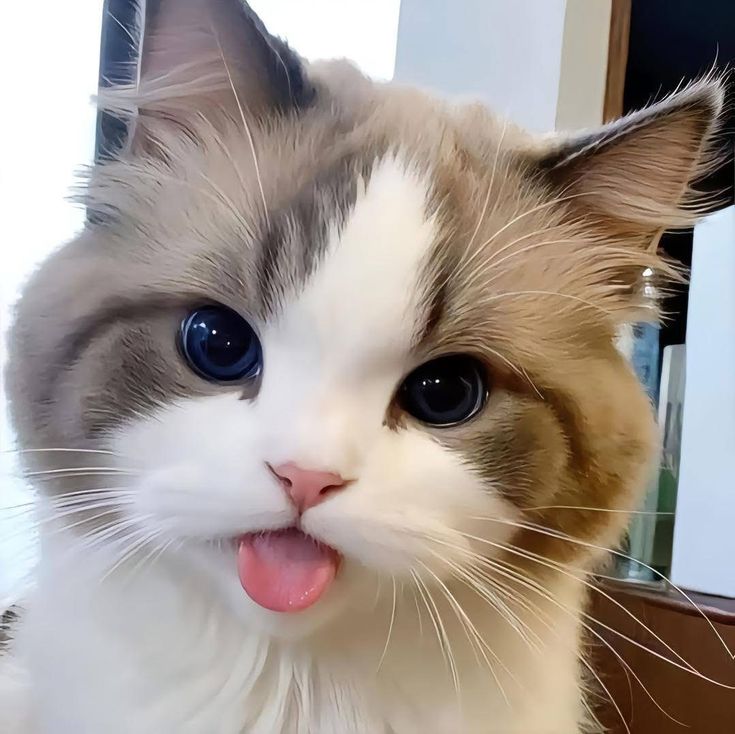 Avatar Mèo Ngáo 4