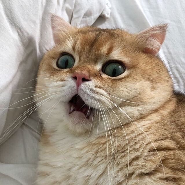 Avatar Mèo Ngáo 15