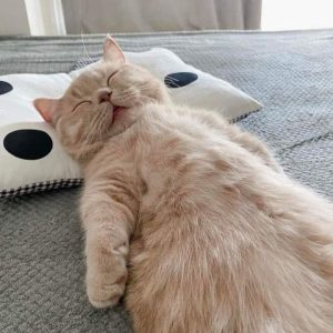 169+ Avatar Mèo Ngáo Siêu Hài Hước Cho Dân Tình