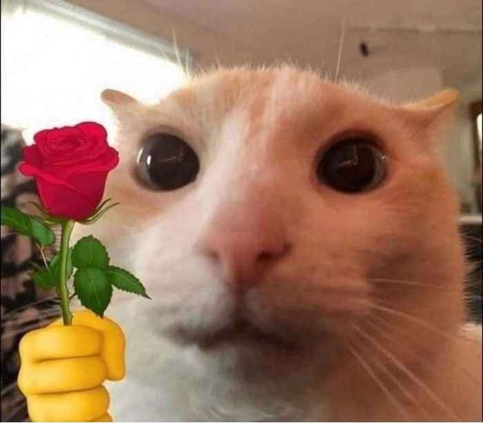 Cảm Ơn Meme 8