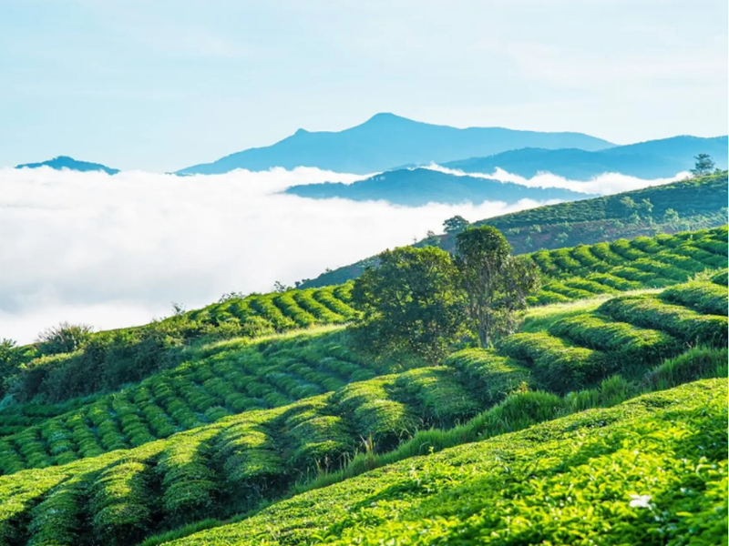 Bạn có thể ghé thăm vườn chè Cầu Đất