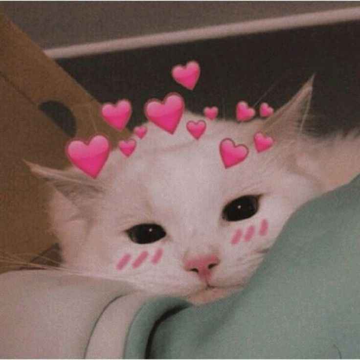 Hình Ảnh Con Mèo Cute 7