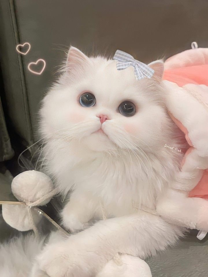 Hình Ảnh Con Mèo Cute 4