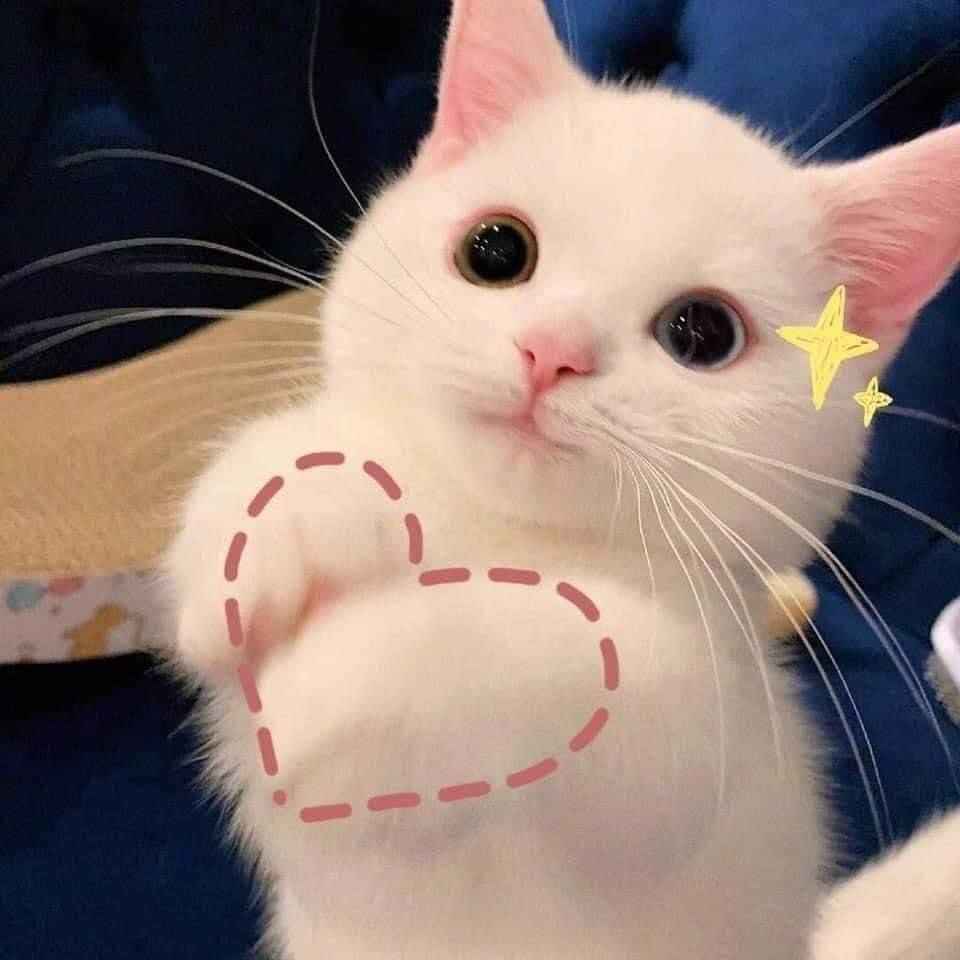 Hình Ảnh Con Mèo Cute 9