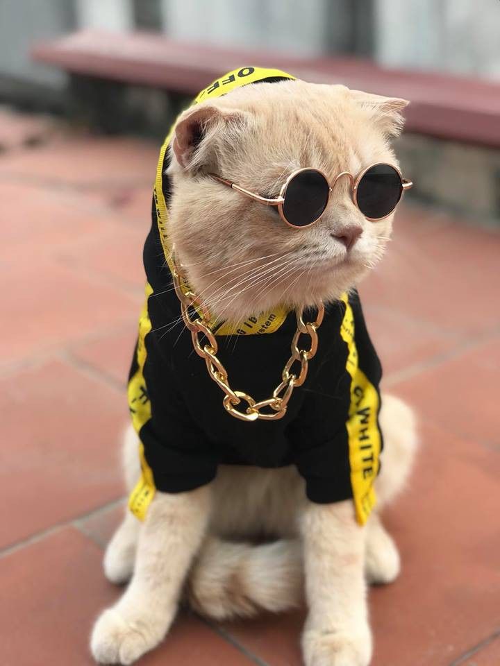 Hình Ảnh Con Mèo Ngầu 3