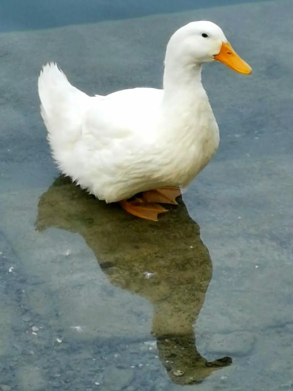 ảnh con vịt 3
