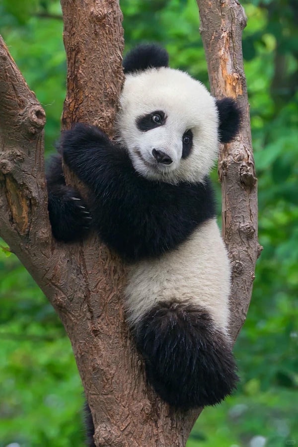 Hình ảnh gấu trúc 8