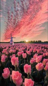 169+ Hình Nền Hoa Tulip Chill Tuyệt Đẹp Cho Không Gian Thêm Thơ Mộng