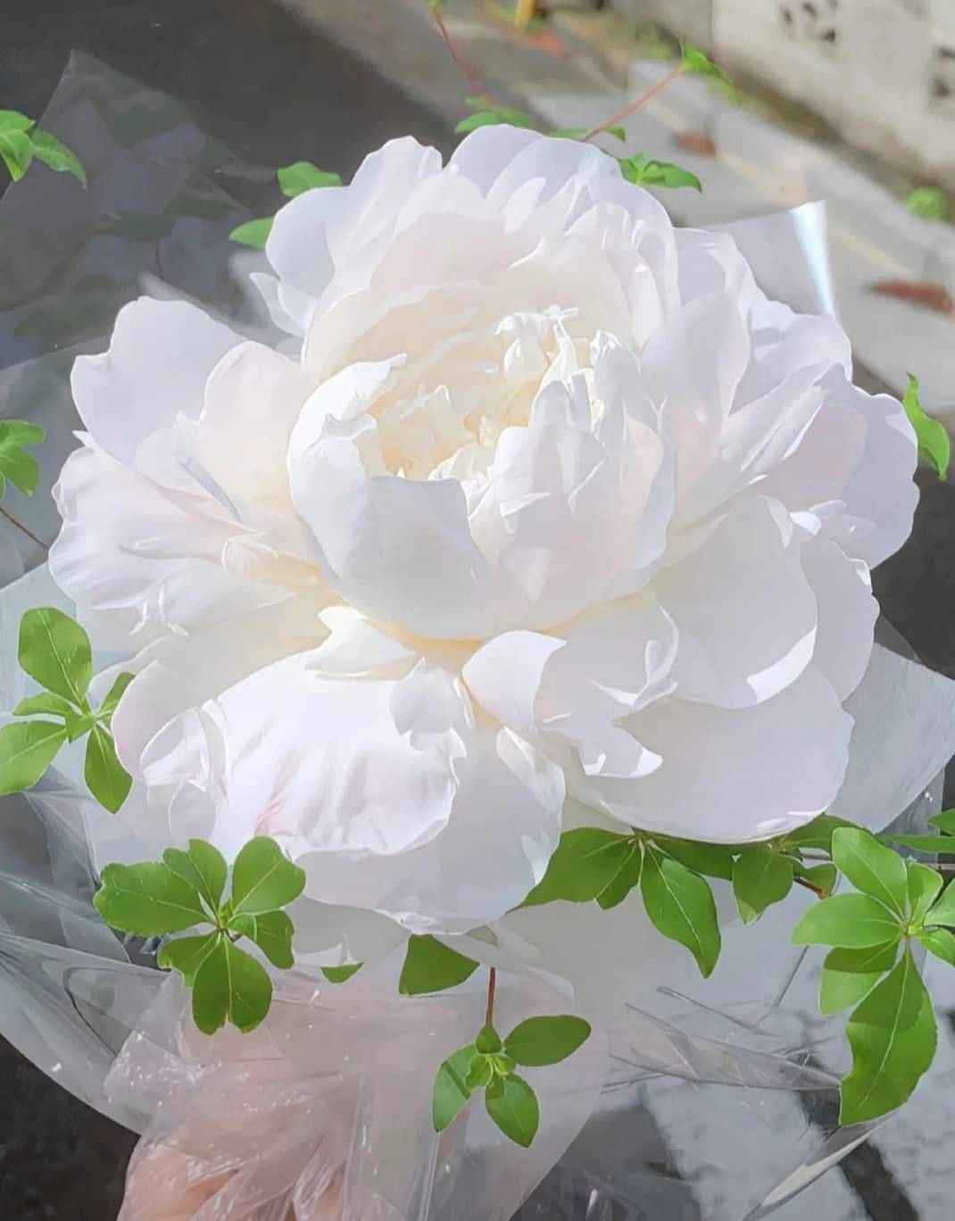 Hoa Mẫu Đơn 4