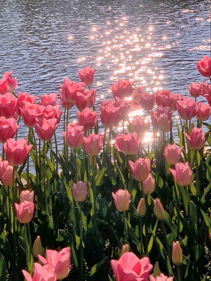 Hoa Tulip 9