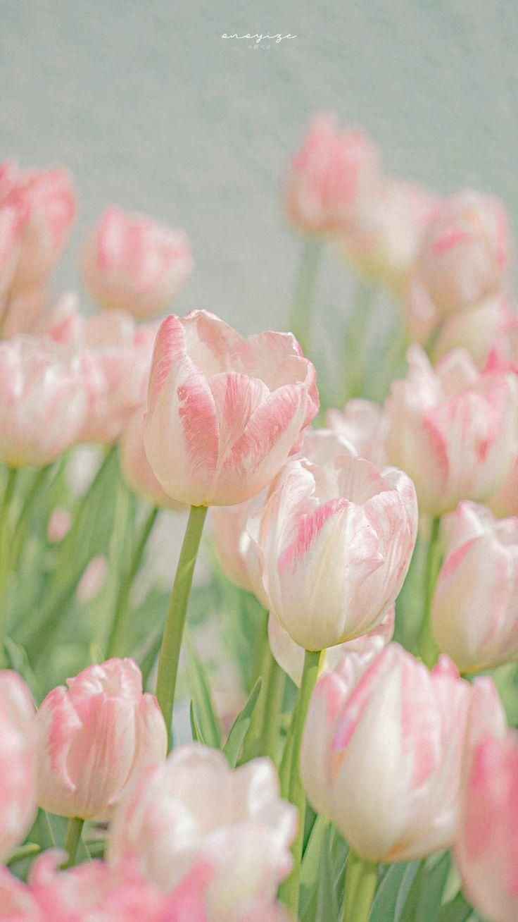 Hoa Tulip 13