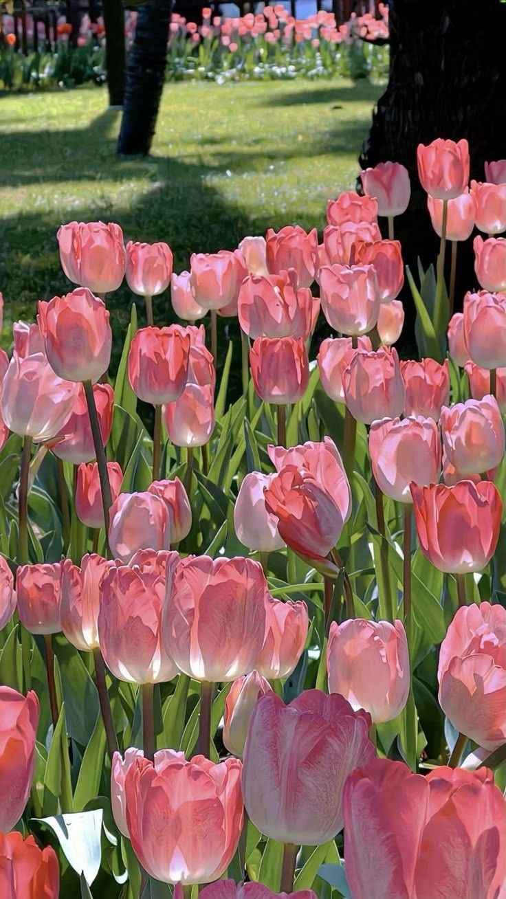 Hoa Tulip 14