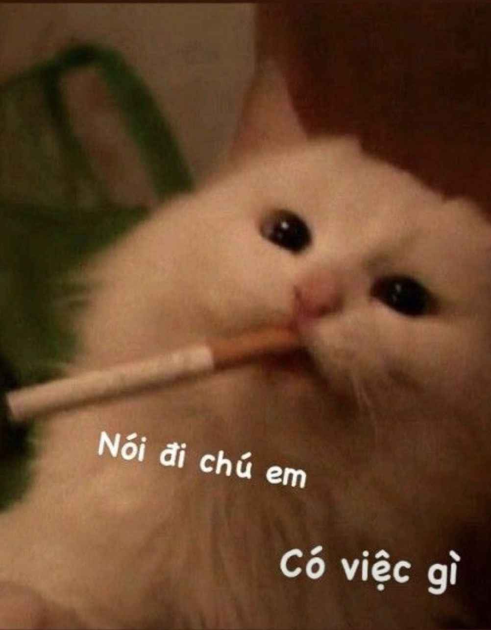 Meme mèo bựa 13