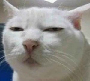 259+ Meme Mèo Bựa: Tuyển Tập Ảnh Cười Ra Nước Mắt Cực Độc