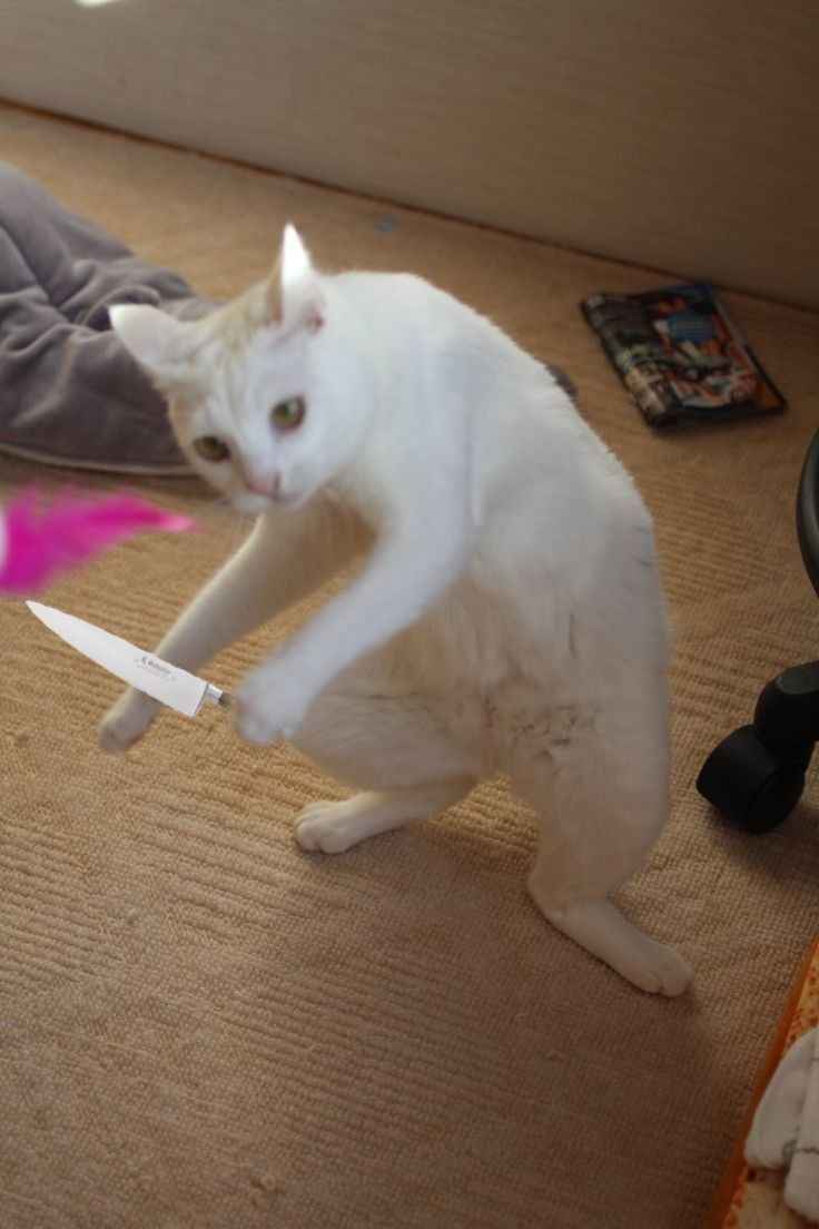 Meme mèo bựa 2