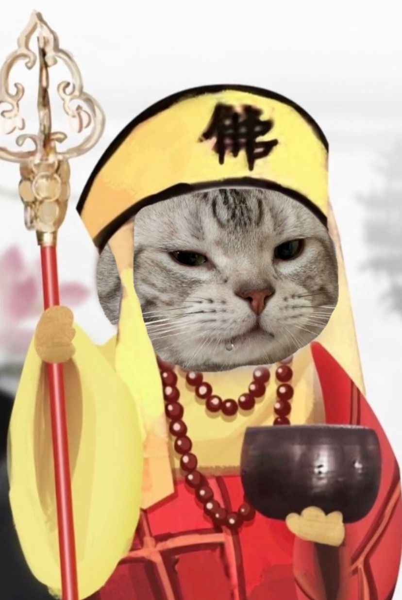 Meme mèo bựa 5