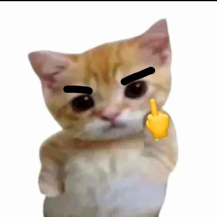 Meme mèo bựa 6