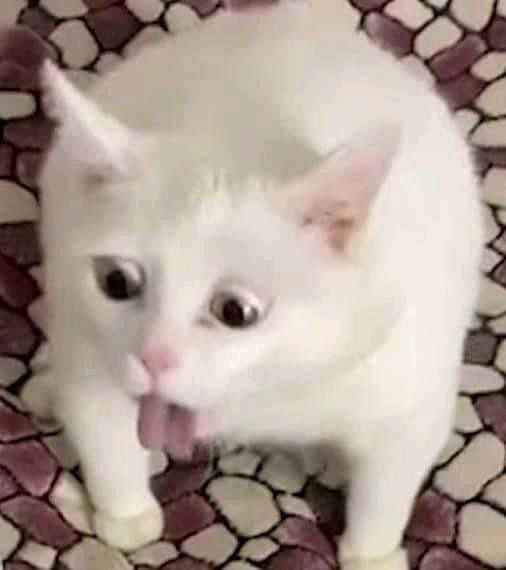 Meme mèo cười 1