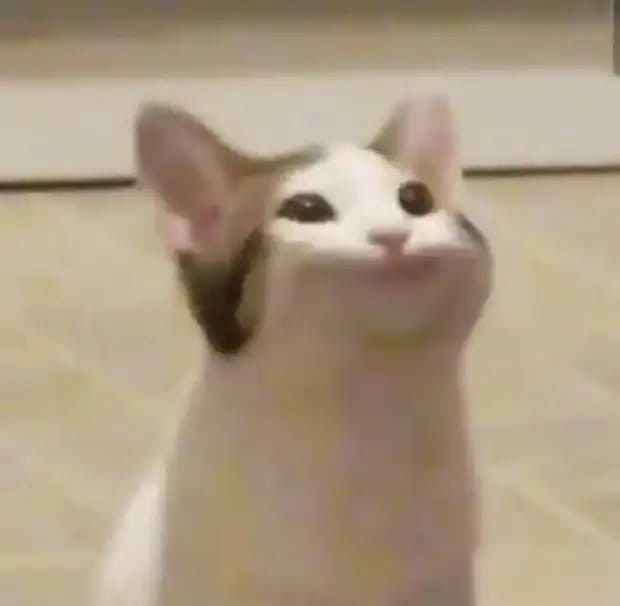 Meme mèo cười 11