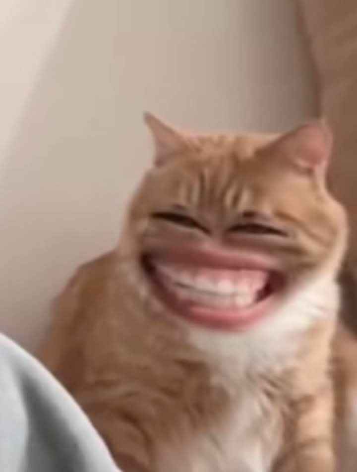 Meme mèo cười 14