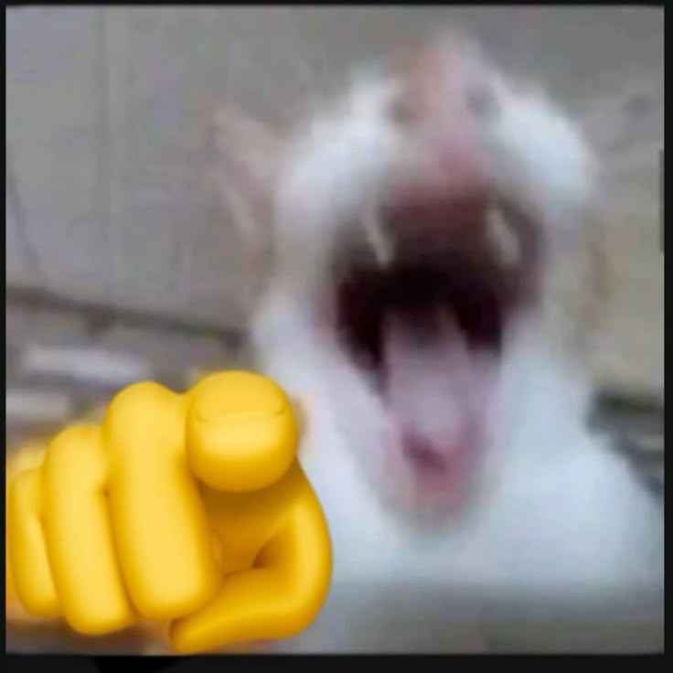 Meme mèo cười 15