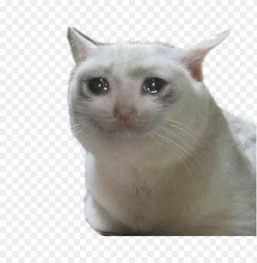 Meme mèo khóc 4