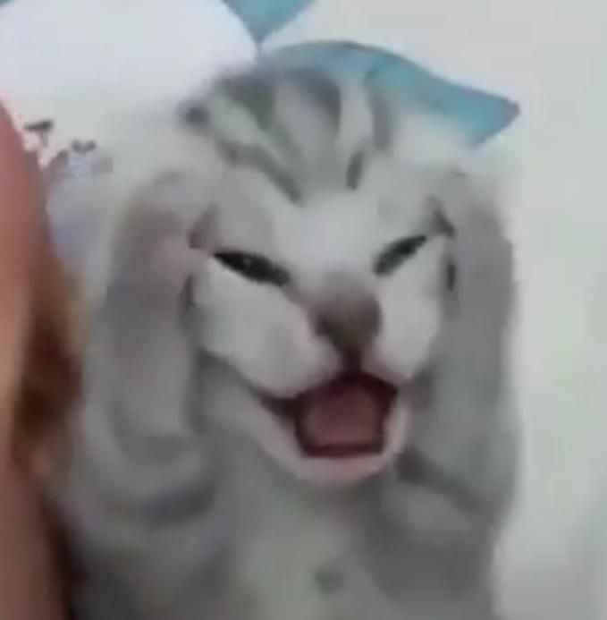Meme sợ hãi 7