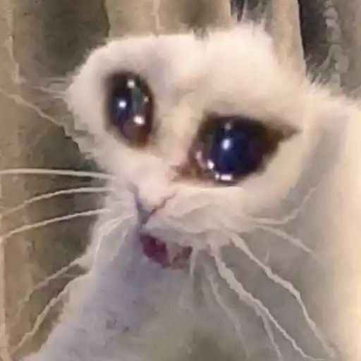 Meme sợ hãi 13