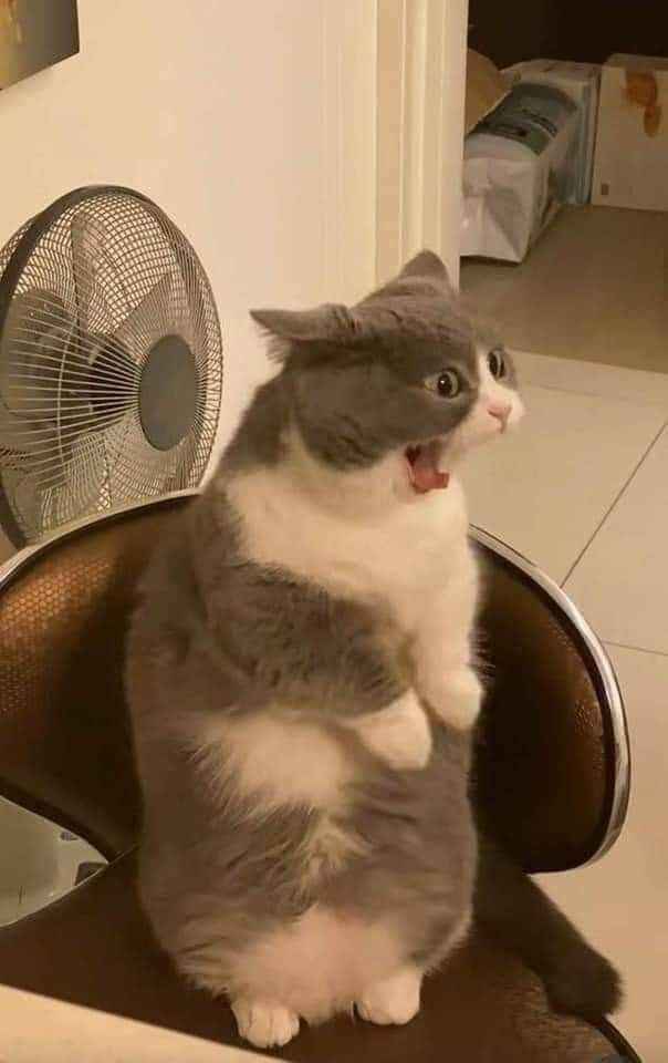 Meme sợ hãi 8