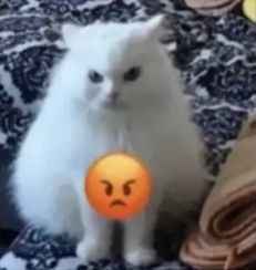 Meme tức giận 4