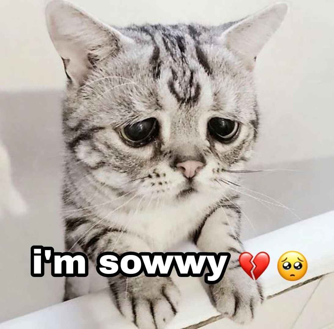 Meme xin lỗi 3