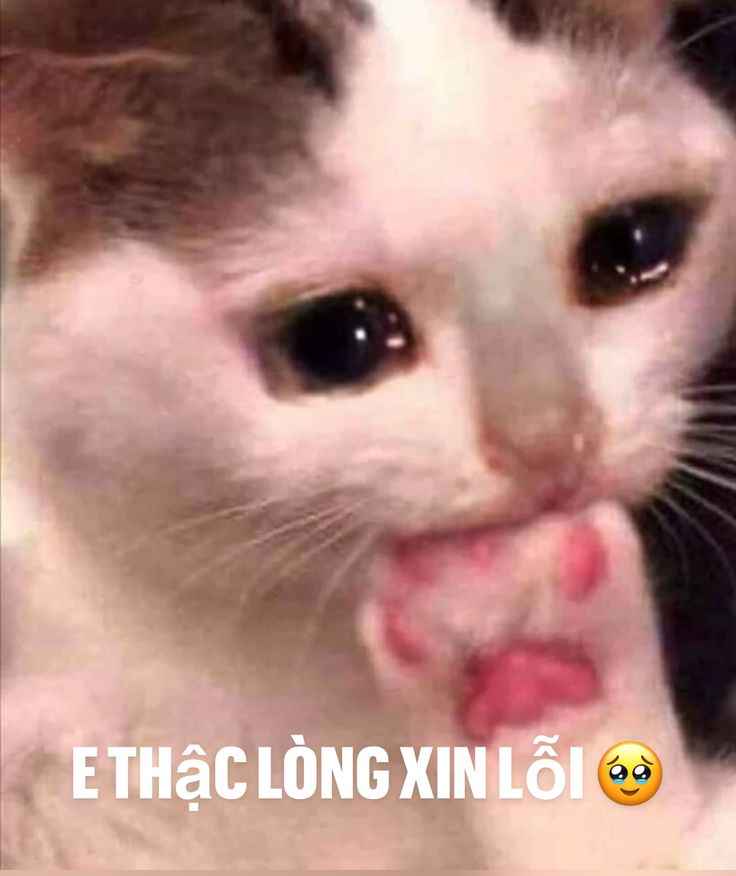 Meme xin lỗi 17