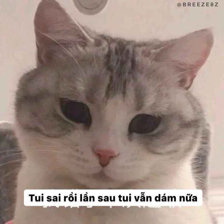 Meme xin lỗi 22