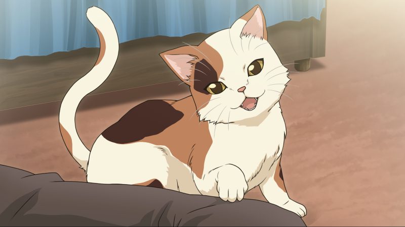 mèo anime 29