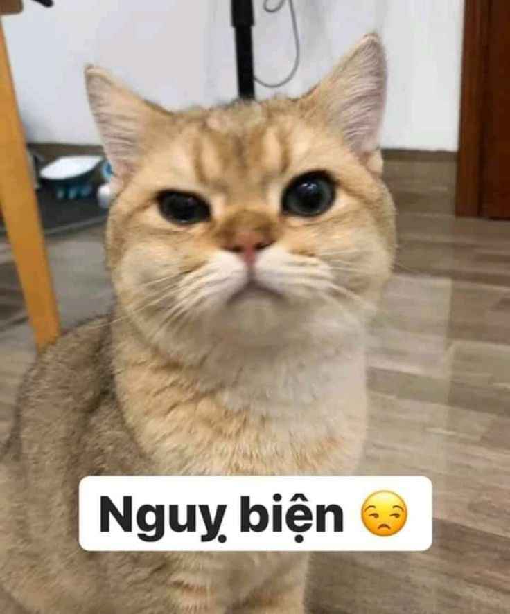 Mèo nổ 6