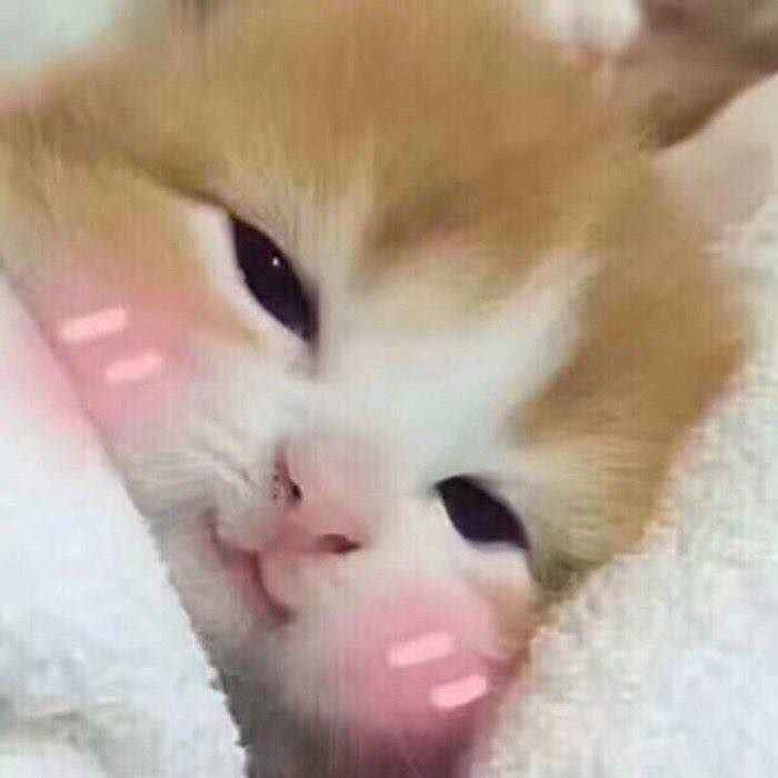 Ngủ Ngon Meme 12