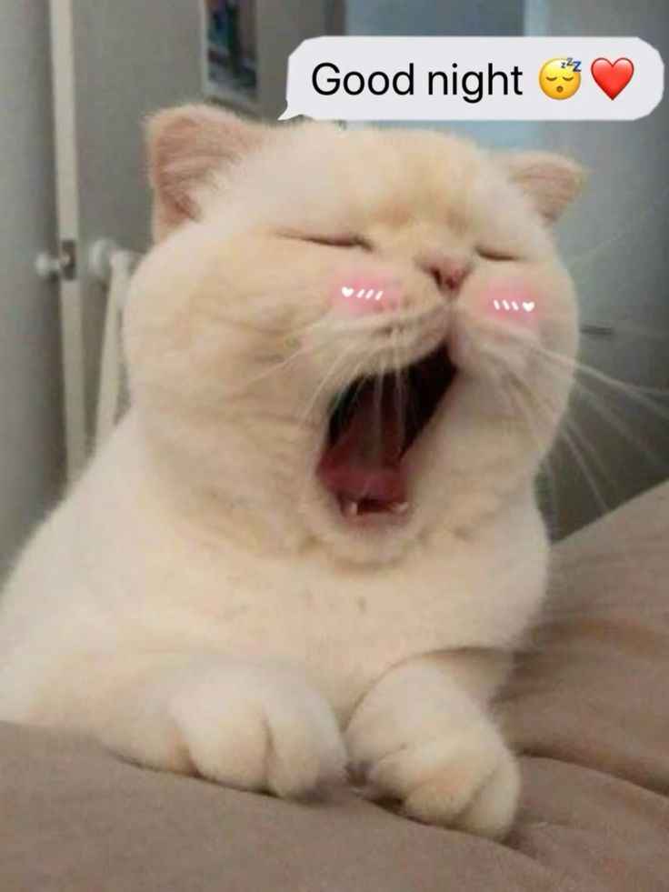 Ngủ Ngon Meme 13