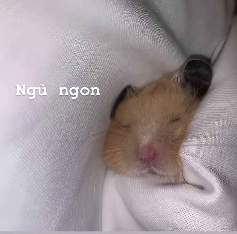 Ngủ Ngon Meme 14