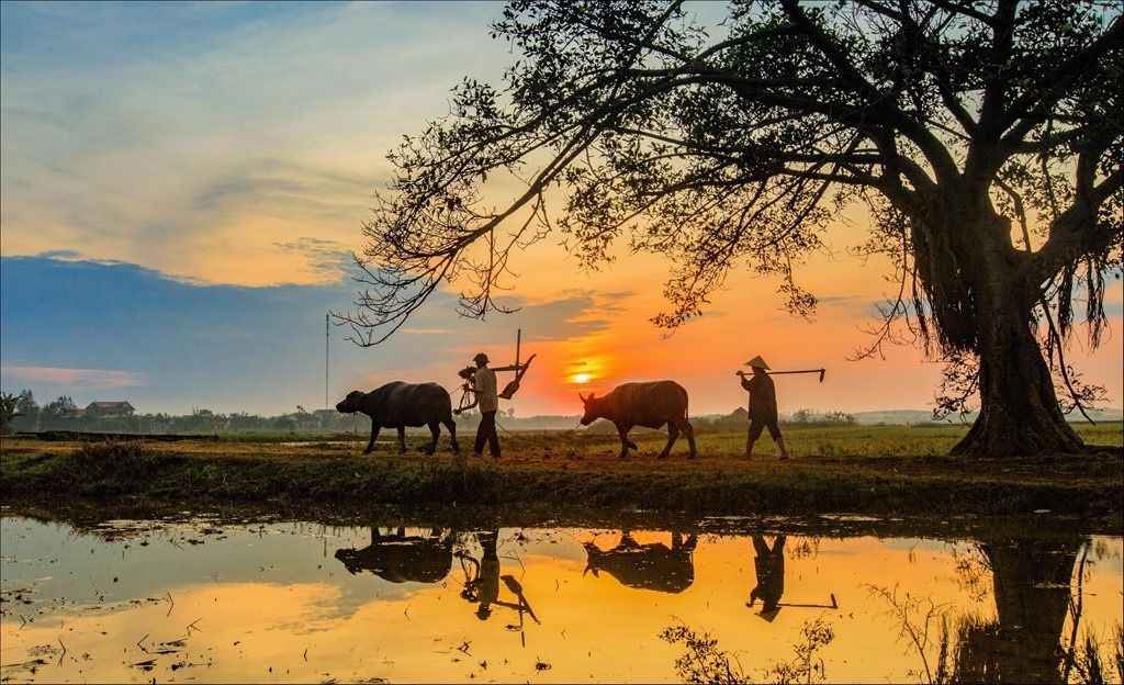 Phong Cảnh Quê Hương 2