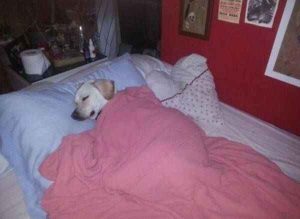 169+ Sleep Meme Tuyệt Đỉnh Cho Hội Yêu Giấc Ngủ