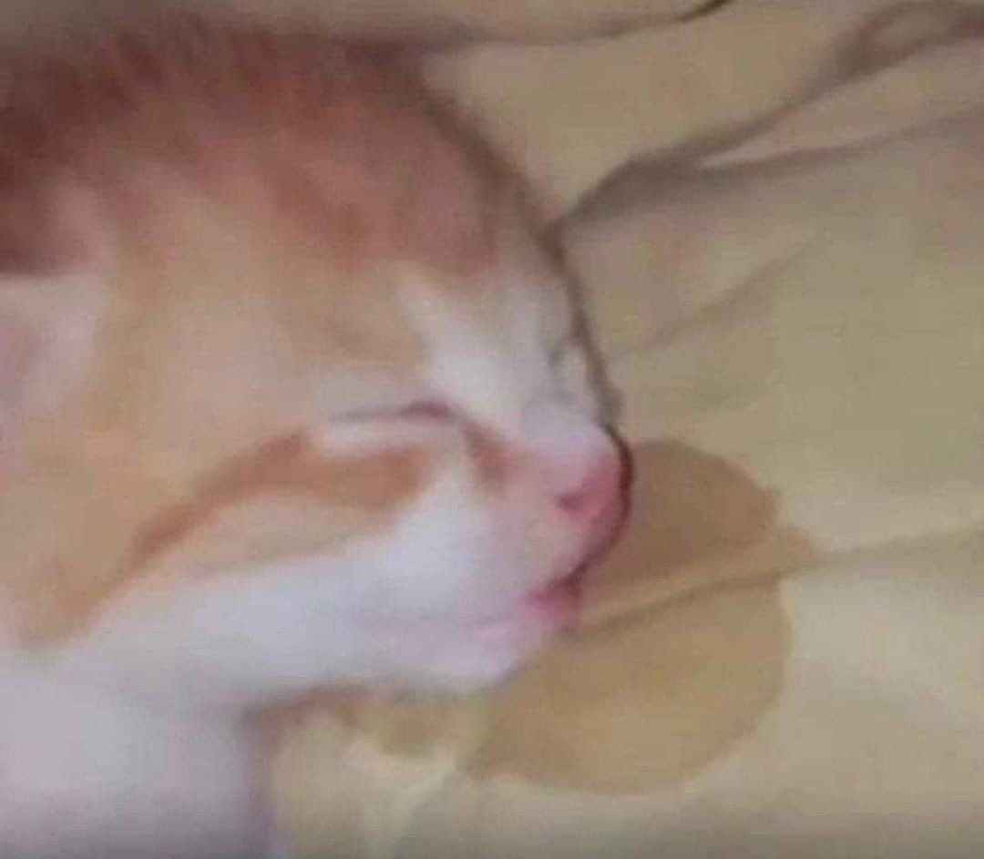 Sleep Meme 2