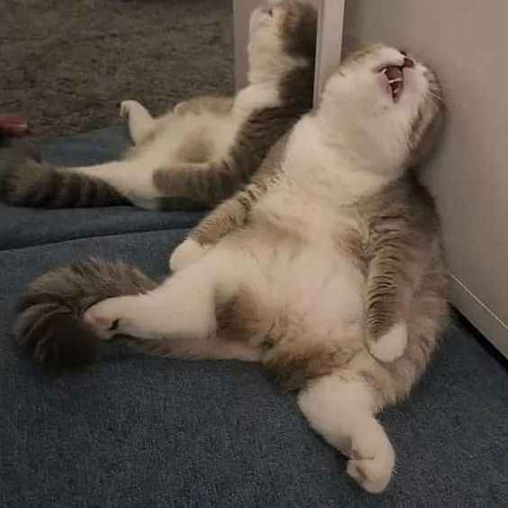 Sleep Meme 3