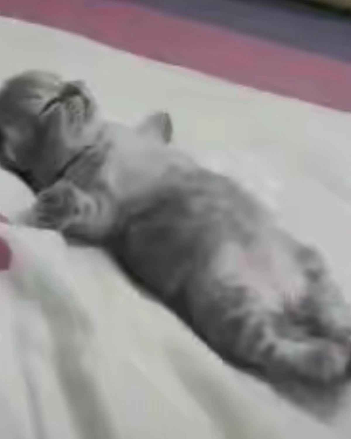 Sleep Meme 5